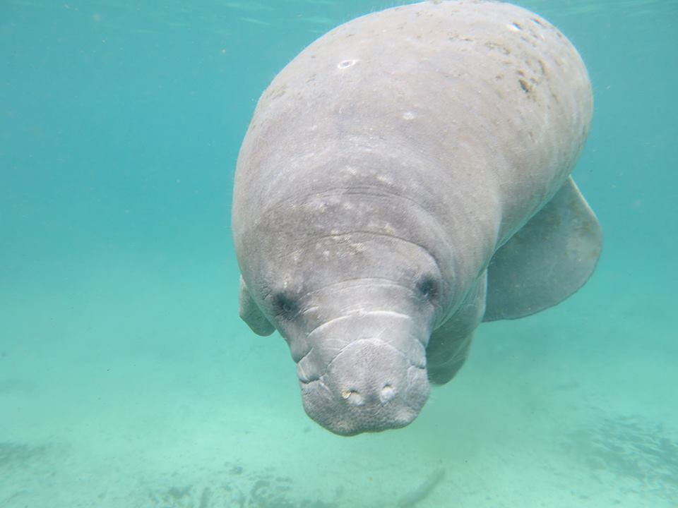 Manatees begin migration to Northern Gulf of Mexico, public encouraged